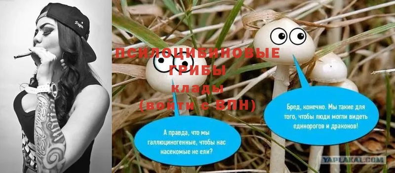 mega tor  Харовск  Галлюциногенные грибы Psilocybe 